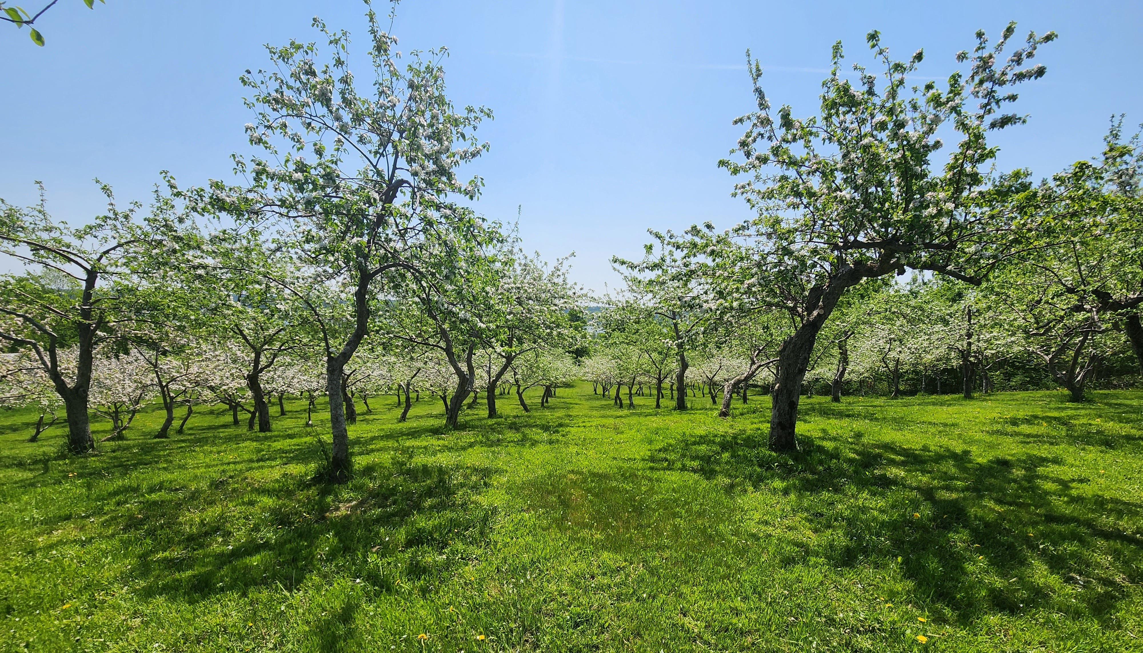 Verger de la cidrerie Terre 50, montrant des rangées de pommiers en pleine floraison sous un ciel bleu clair. Les arbres sont couverts de fleurs blanches et le sol est recouvert d'herbe verte, créant une scène de nature verdoyante et paisible. La lumière du soleil illumine le verger, mettant en valeur la beauté et la sérénité du cadre naturel.