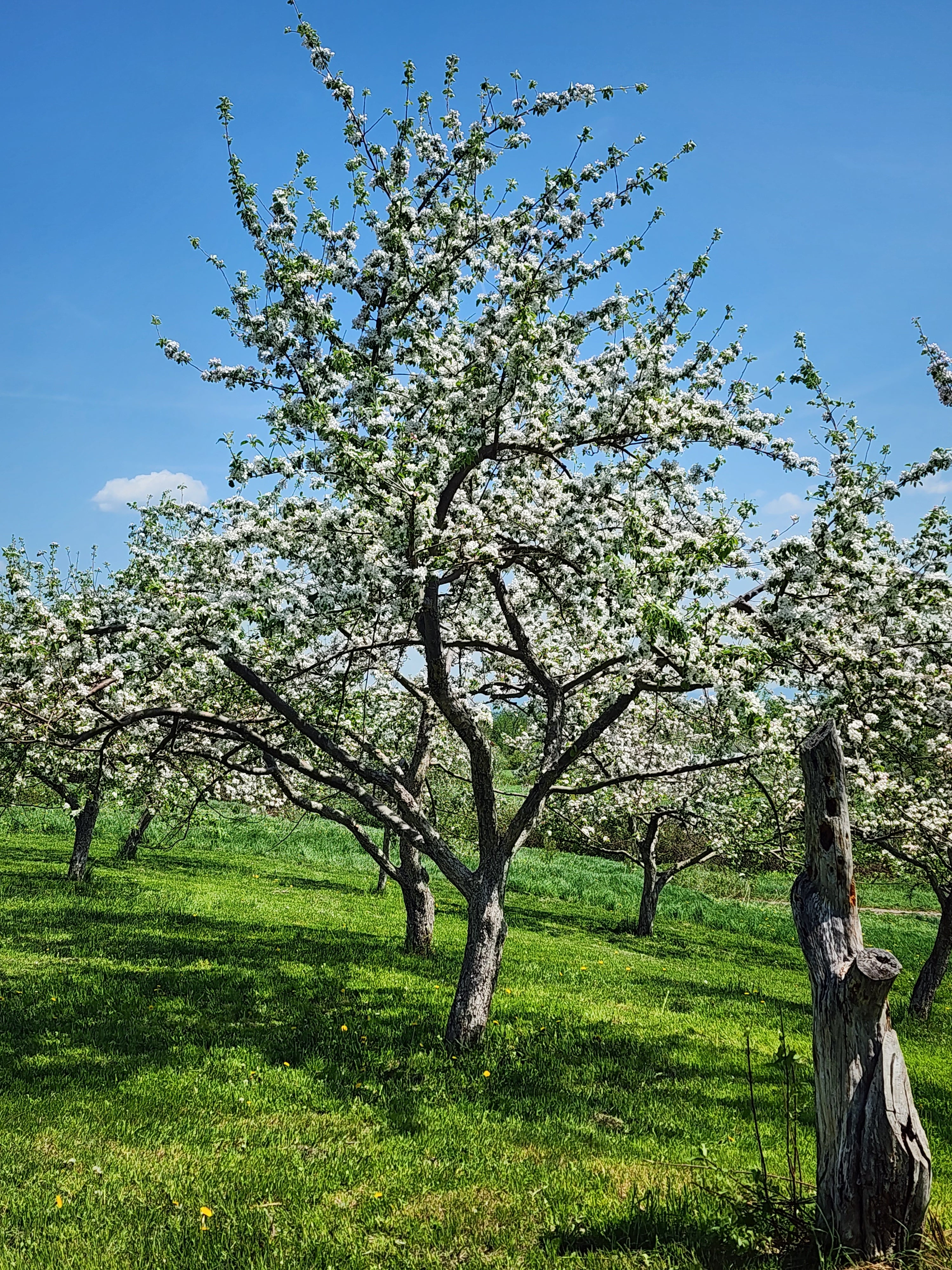 Verger Cidrerie Terre 50 de pommiers en pleine floraison sous un ciel bleu clair. Les arbres sont couverts de fleurs blanches, et le sol est recouvert d'herbe verte. Une vieille souche d'arbre est visible au premier plan, ajoutant une touche rustique à la scène naturelle et paisible.