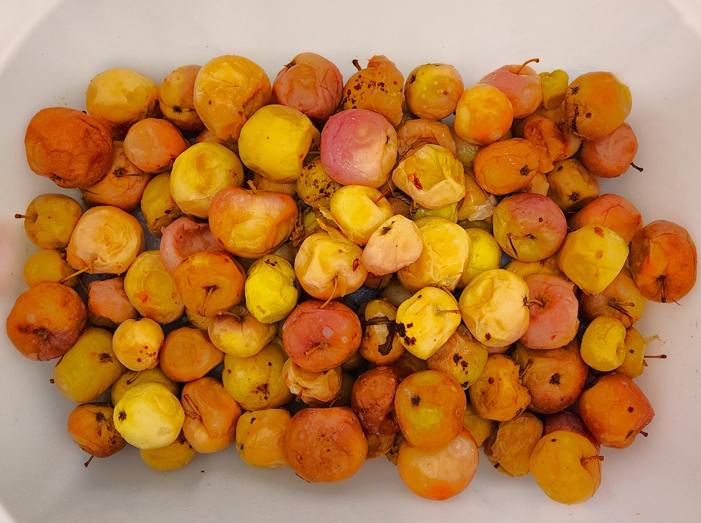 Pommes après macération carbonique, montrées dans un contenant. Les pommes sont de différentes couleurs, allant du jaune au rouge, et sont visiblement ramollies par le processus de macération. L'image met en évidence le stade artisanal de la préparation des pommes pour la production de cidre.